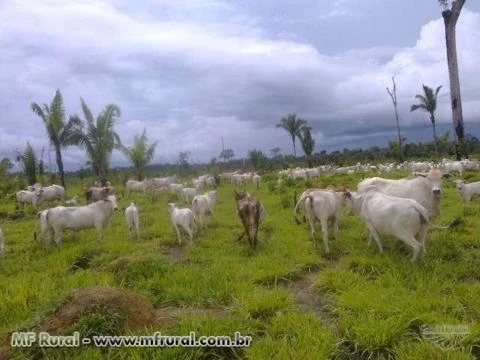 FAZENDA  EM MATO GROSSO