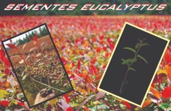 SEMENTES DE EUCALYPTUS - SEMENTES DE PINUS - SEMENTES DE ESPÉCIES NATIVAS SEMENTES DE EUCALYPTUS - SEMENTES DE PINUS - SEMENTES DE ESPÉCIES NATIVAS