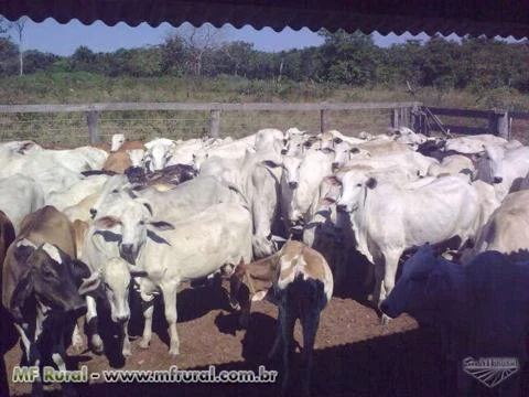 Excelente Oportunidade - Fazenda de 968ha em Sta Rita do Tocantins - TO