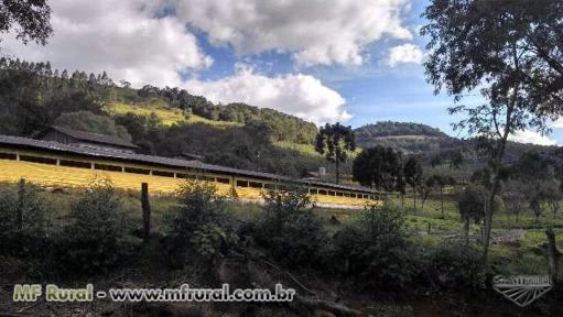 Granja Suínos e Aves / Reflorestamento de Eucaliptos