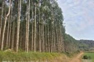 Floresta de Eucalipto Grandis Clonado a venda