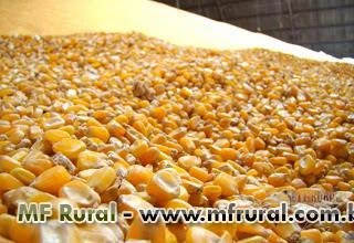 Soja | Milho - Exportação em Contêineres ( Soybean | Corn )