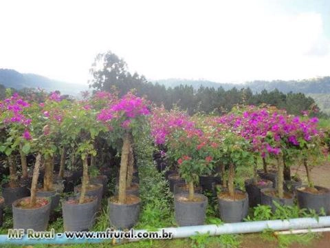 Imagem Mudas de Primavera Imagem Mudas de Primavera