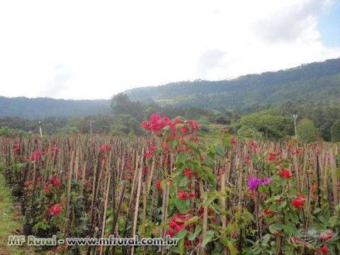 Mudas de Primavera Imagem Mudas de Primavera
