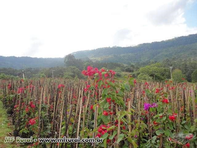 Mudas de Primavera Imagem Mudas de Primavera