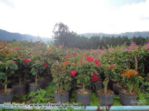 Imagem Mudas de Primavera Imagem Mudas de Primavera