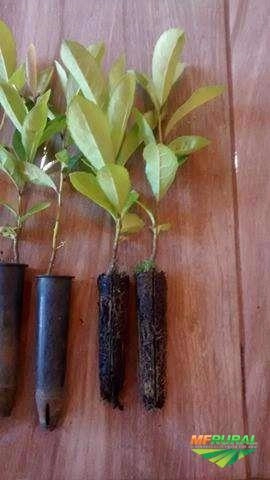 Mudas de Erva mate! Imagem Mudas de Erva mate!