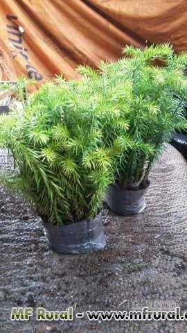 Mudas Pinheiro Araucária (pinheiro brasileiro) Mudas Pinheiro Araucária (pinheiro brasileiro)