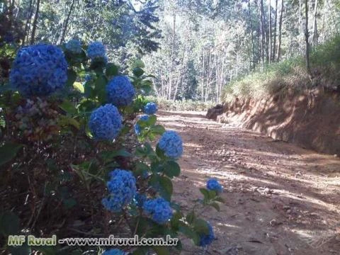 Carvoaria Coberta, Infra Estrutura Completa, Pronta para Produzir