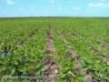 INVISTA EM FAZENDA COM ÓTIMA LOGISTICA