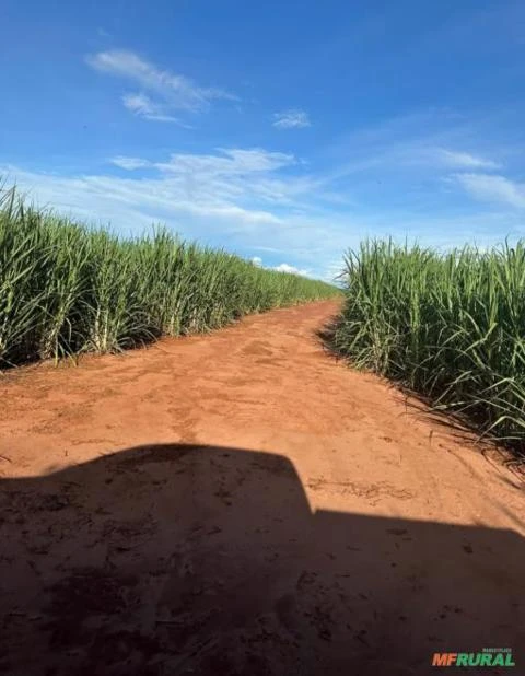 Fazenda em Pontalinda  SP - com 32,31 ha arrendado para cana