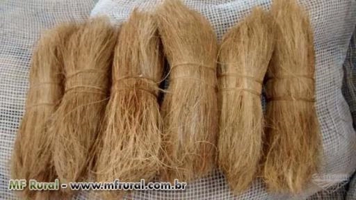 Fibra de Coco Longa Imagem Fibra de Coco Longa