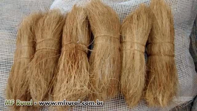 Fibra de Coco Longa Imagem Fibra de Coco Longa