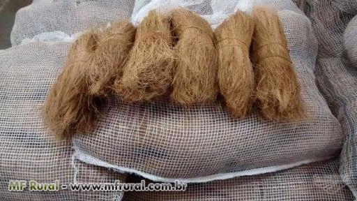 Imagem Fibra de Coco Longa Imagem Fibra de Coco Longa