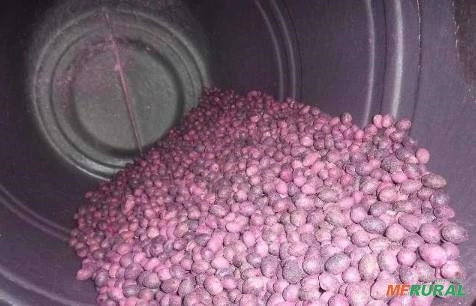 Sementes de Pupunha 2kg Imagem Sementes de Pupunha 2kg