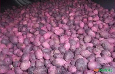 Imagem Sementes de Pupunha 2kg Imagem Sementes de Pupunha 2kg