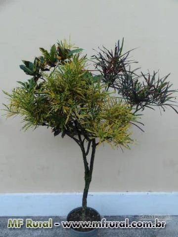 Crotons com várias espécies em uma única planta.