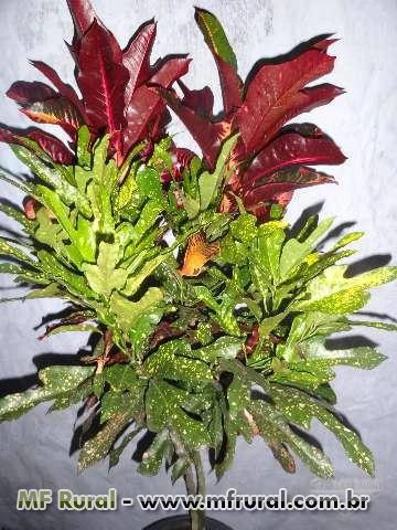 Crotons com várias espécies em uma única planta.