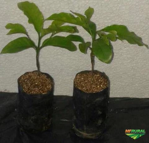 CAFÉ ARÁBICA Imagem CAFÉ ARÁBICA