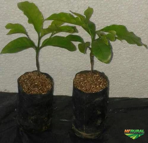 CAFÉ ARÁBICA Imagem CAFÉ ARÁBICA