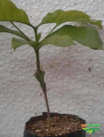 Imagem CAFÉ ARÁBICA Imagem CAFÉ ARÁBICA