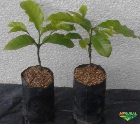 Imagem CAFÉ ARÁBICA Imagem CAFÉ ARÁBICA