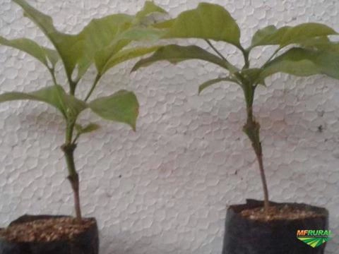 Imagem CAFÉ ARÁBICA Imagem CAFÉ ARÁBICA