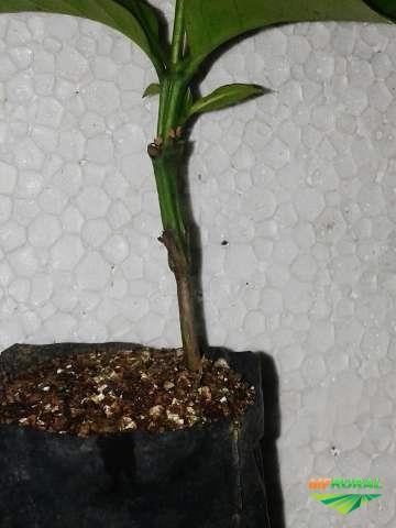 Imagem CAFÉ ARÁBICA Imagem CAFÉ ARÁBICA