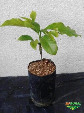 Imagem CAFÉ ARÁBICA Imagem CAFÉ ARÁBICA