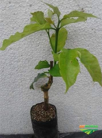 Imagem CAFÉ ARÁBICA Imagem CAFÉ ARÁBICA