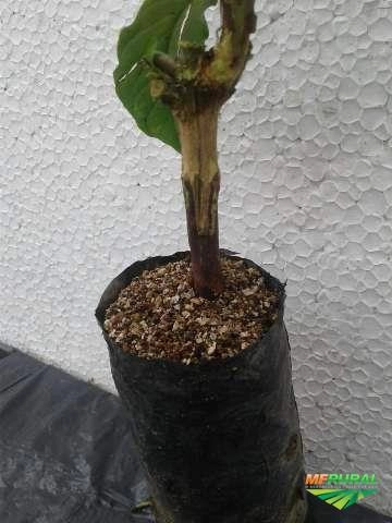 Imagem CAFÉ ARÁBICA Imagem CAFÉ ARÁBICA