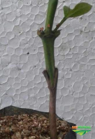 Imagem CAFÉ ARÁBICA Imagem CAFÉ ARÁBICA