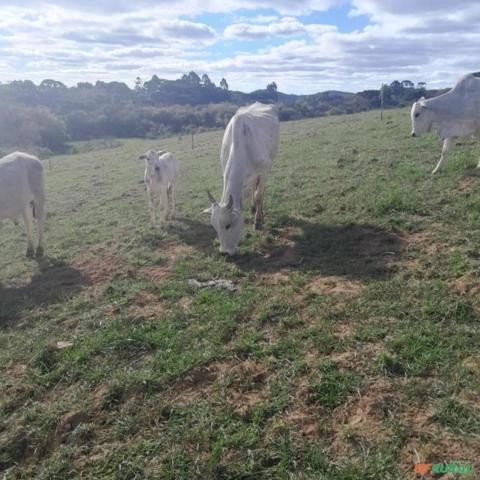 Lote de Nelore Po Imagem Lote de Nelore Po