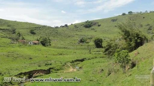 FAZENDA SÃO JUDAS TADEU  À VENDA EM JAMBEIRO - ÁREA 105 ALQ