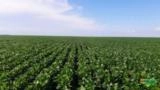 INDUSTRIA DE FERTILIZANTE FOLIAR PROCURA SÓCIO INVESTIDOR Imagem INDUSTRIA DE FERTILIZANTE FOLIAR PROCURA SÓCIO INVESTIDOR