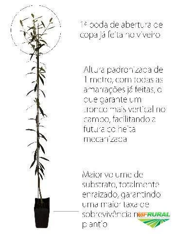 MUDAS DE OLIVEIRA PADRONIZADAS E REGISTRADAS NO MINISTÉRIO DA AGRICULTURA Imagem MUDAS DE OLIVEIRA PADRONIZADAS E REGISTRADAS NO MINISTÉRIO DA AGRICULTURA