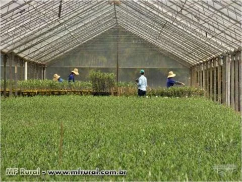 MUDAS DE OLIVEIRA PADRONIZADAS E REGISTRADAS NO MINISTÉRIO DA AGRICULTURA