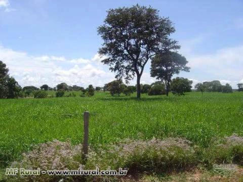 Fazenda em João Pinheiro