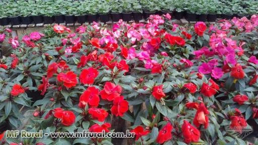 Imagem Substrato para plantas Imagem Substrato para plantas