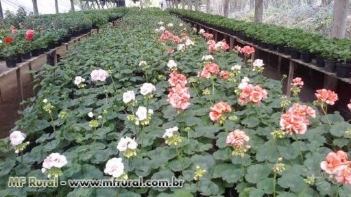 Imagem Substrato para plantas Imagem Substrato para plantas