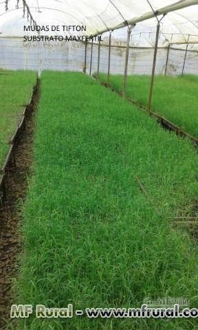 Imagem Substrato para plantas Imagem Substrato para plantas