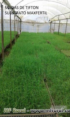 Imagem Substrato para plantas Imagem Substrato para plantas