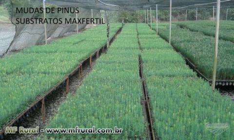 Imagem Substrato para plantas Imagem Substrato para plantas