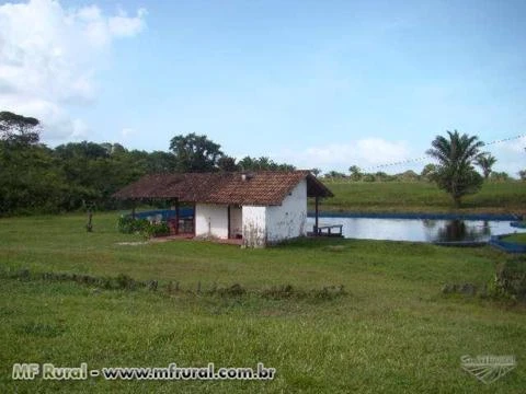 Fazenda 340 Ha Vigia - Pará