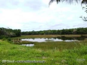 Fazenda no Municio de Vigia - PA