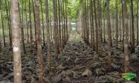 Fazenda com reflorestamento de madeira teca