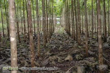 Fazenda com reflorestamento de madeira teca