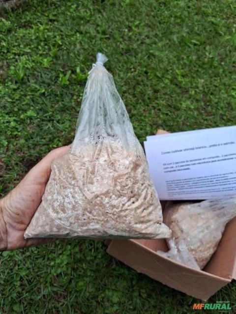 Semente de shimeji em composto Imagem Semente de shimeji em composto