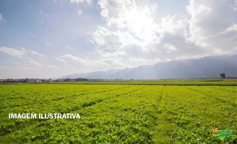 FAZENDA 387HA EM FLORES DE GOIÁS/GO