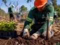 Serviço Terceiro Plantio e Manutenção Florestal Imagem Serviço Terceiro Plantio e Manutenção Florestal